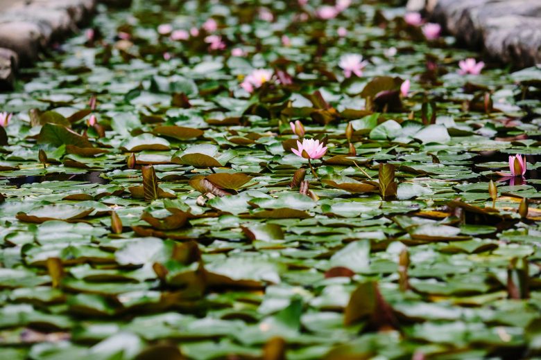 lily pads on a body of water