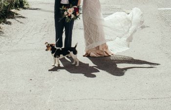 A wedding couple standing with a dog