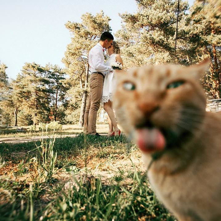 cat wedding photobomb