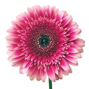 Gerbera Daisy flower