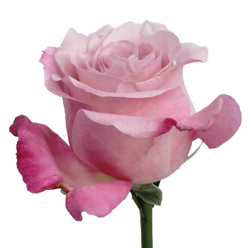 long stem rose flower