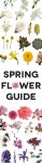 Spring Flowers: The Complete Guide | A Practical Wedding
