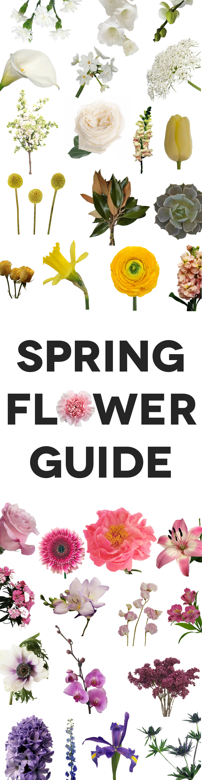 Spring Flowers Guide graphic full of various spring flowers