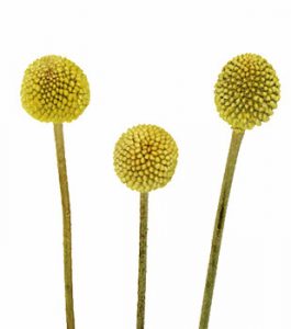 CRASPEDIA (BILLY BALL) flower