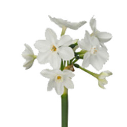 NARCISSUS (PAPERWHITE) flower
