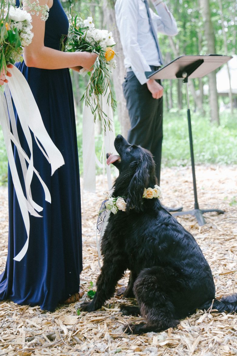 dog with flowers during ceremony
