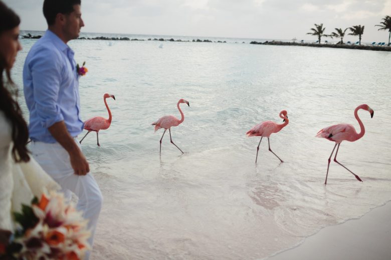 flamingos walking on the beach