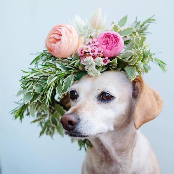 dog wearing a flower crown