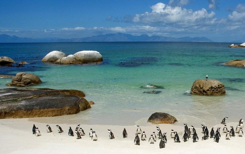 penguins at boulders beach south africa