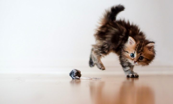 cute kitten jumping
