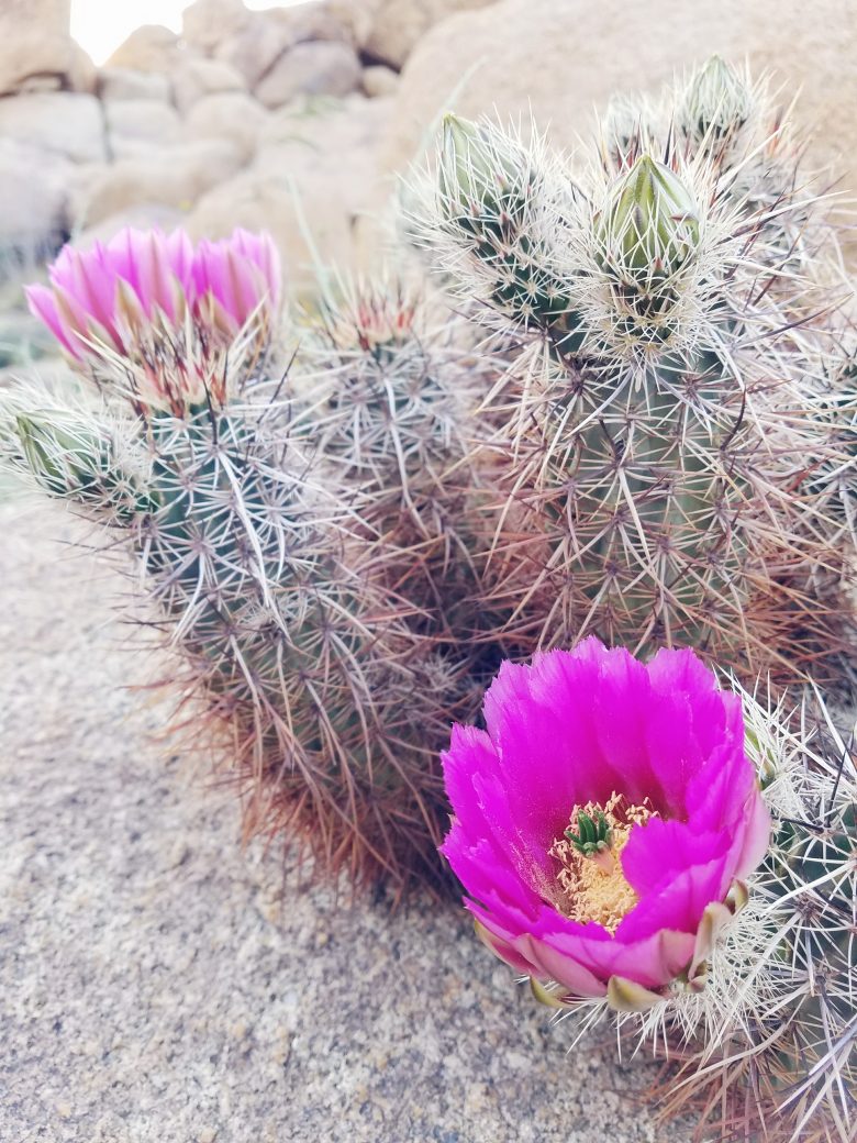 close up of cactus with pink flower