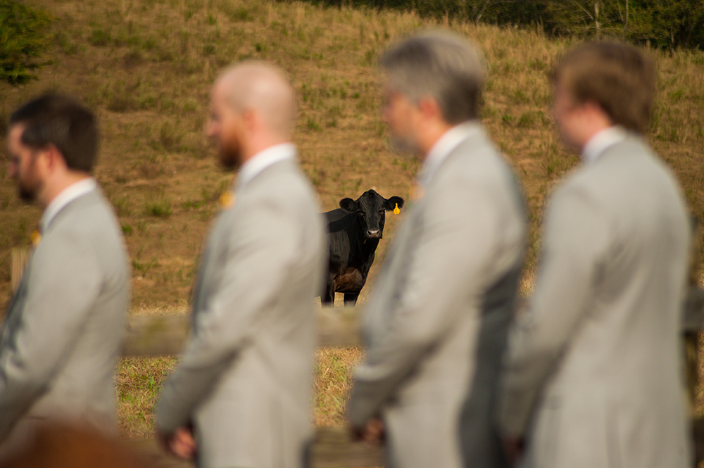 A a cow is seen in the background beyond a line of groomsmen standing in the foreground in a photo by You Are Raven