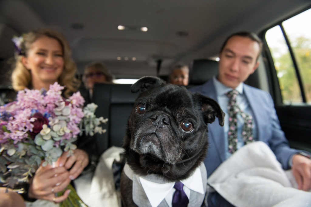 black pug wearing a white colored shirt and tie is in the center seat of a car while the bride and groom sit smiling on either side in a photo by Leise Jones