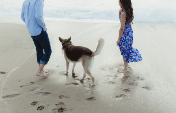 Couple on the beach, in the wet sand, with their German Shepherd