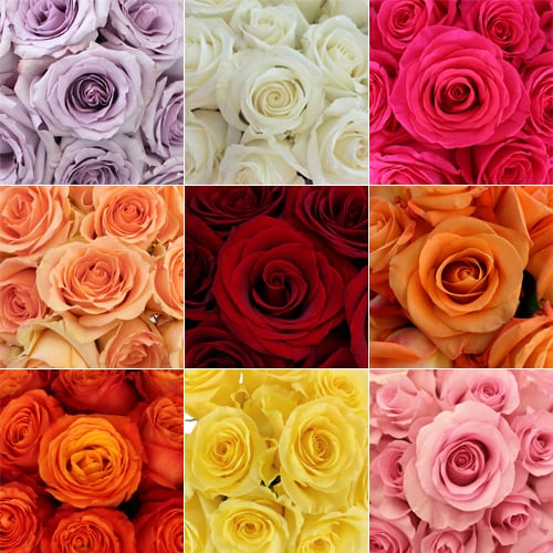 Roses in six different colors