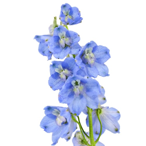 Light blue delphinium flower