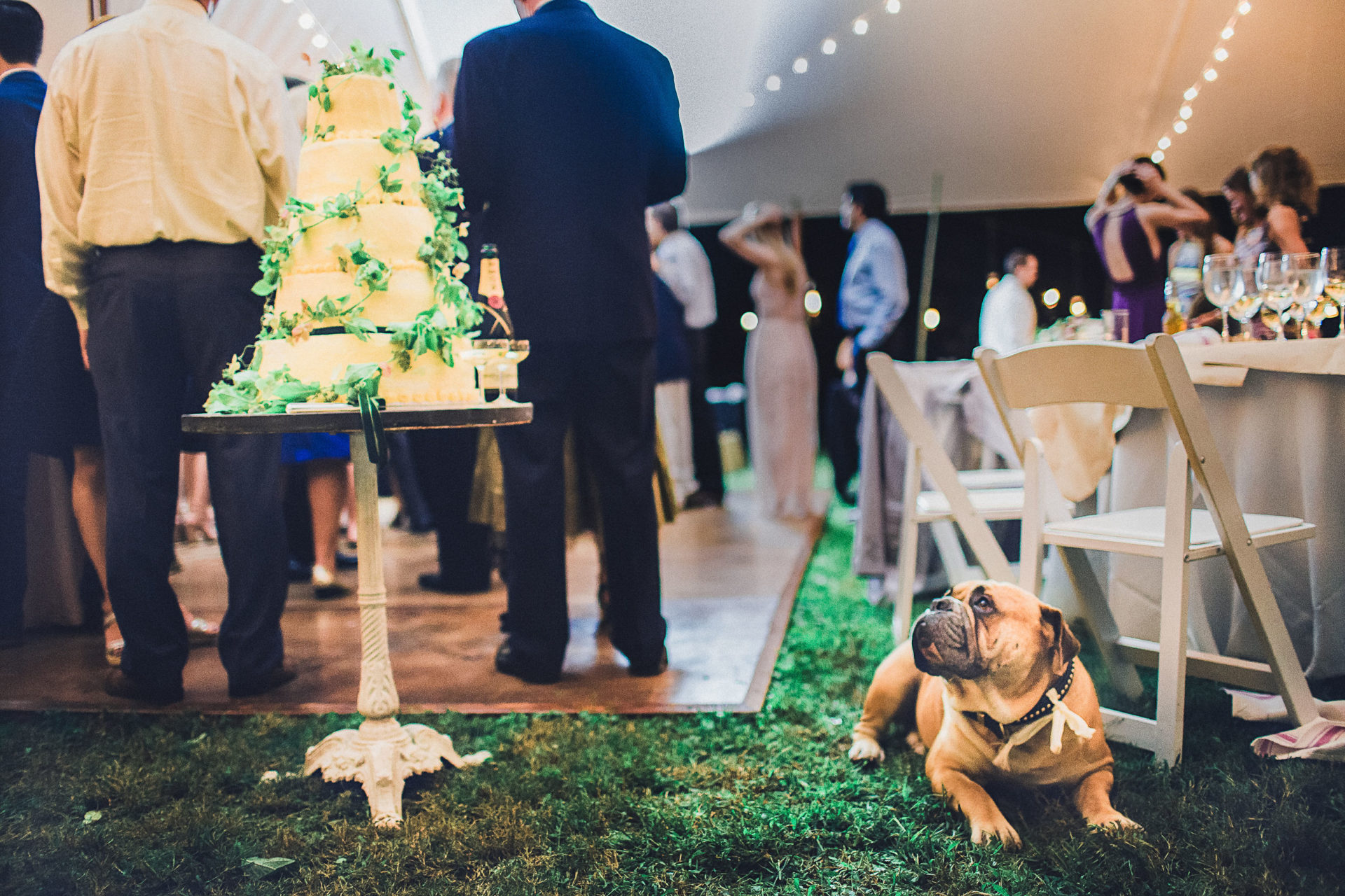 a dog looks up longingly at a tiered wedding cake in a reception tent