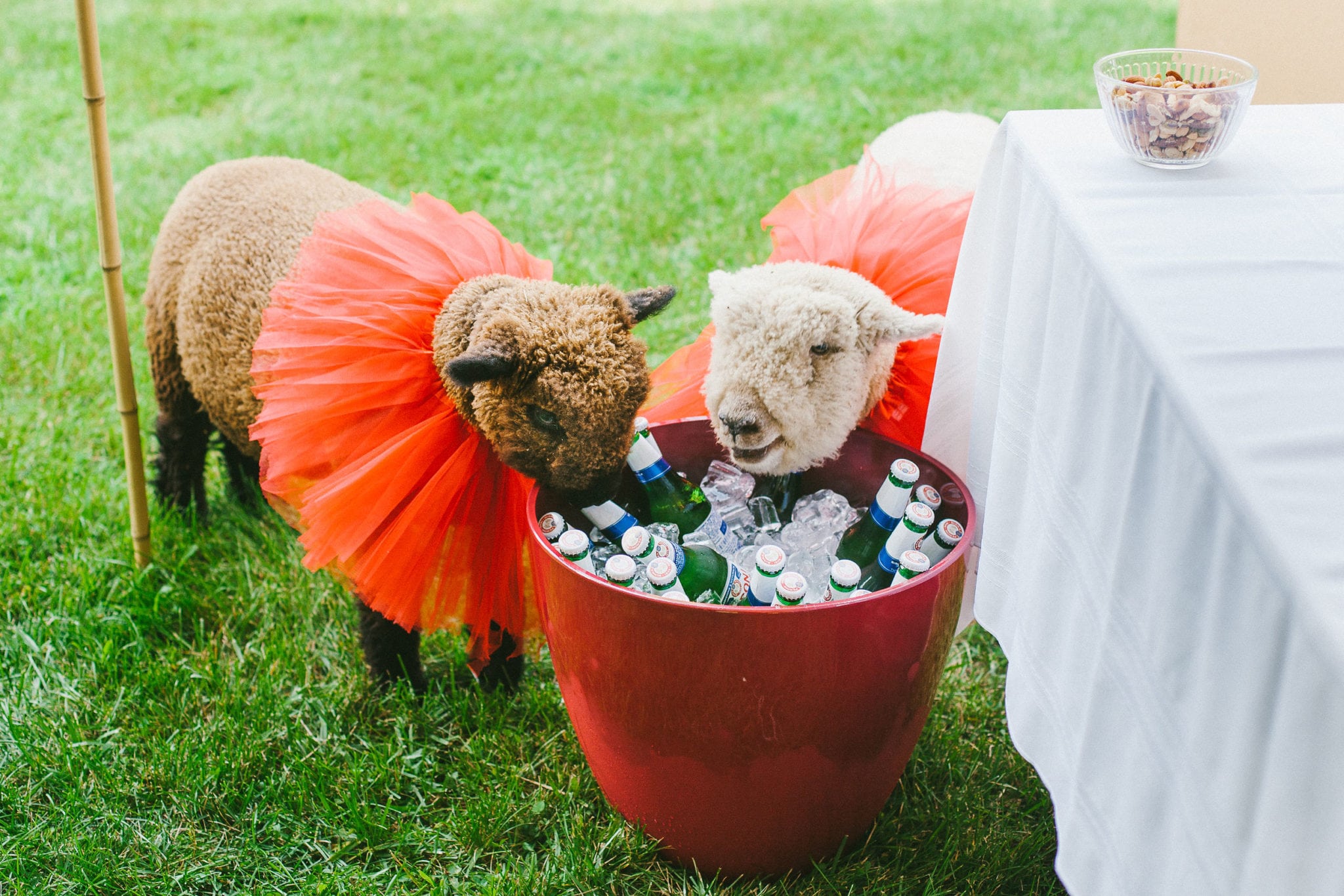 Two sheep with red-orange tutus around their necks checkout a bucket of iced beers near a table with a white tablecloth