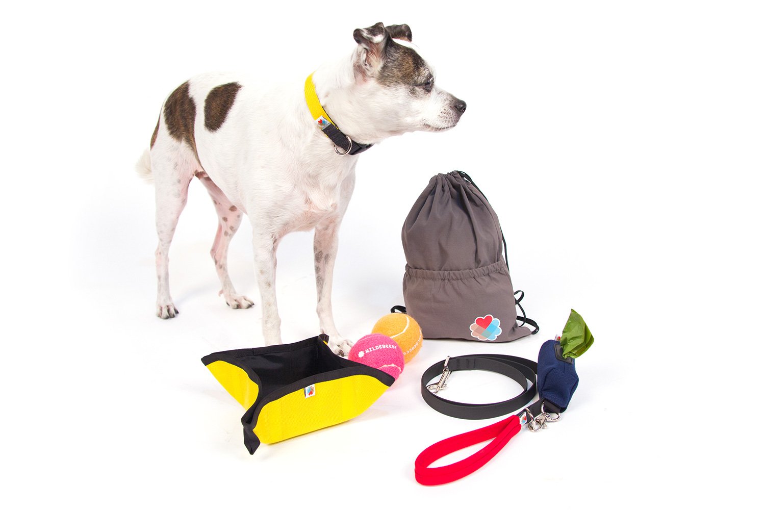 a dog surrounded by a pop-up water bowl, two tennis balls, a collar, a leash and a backpack