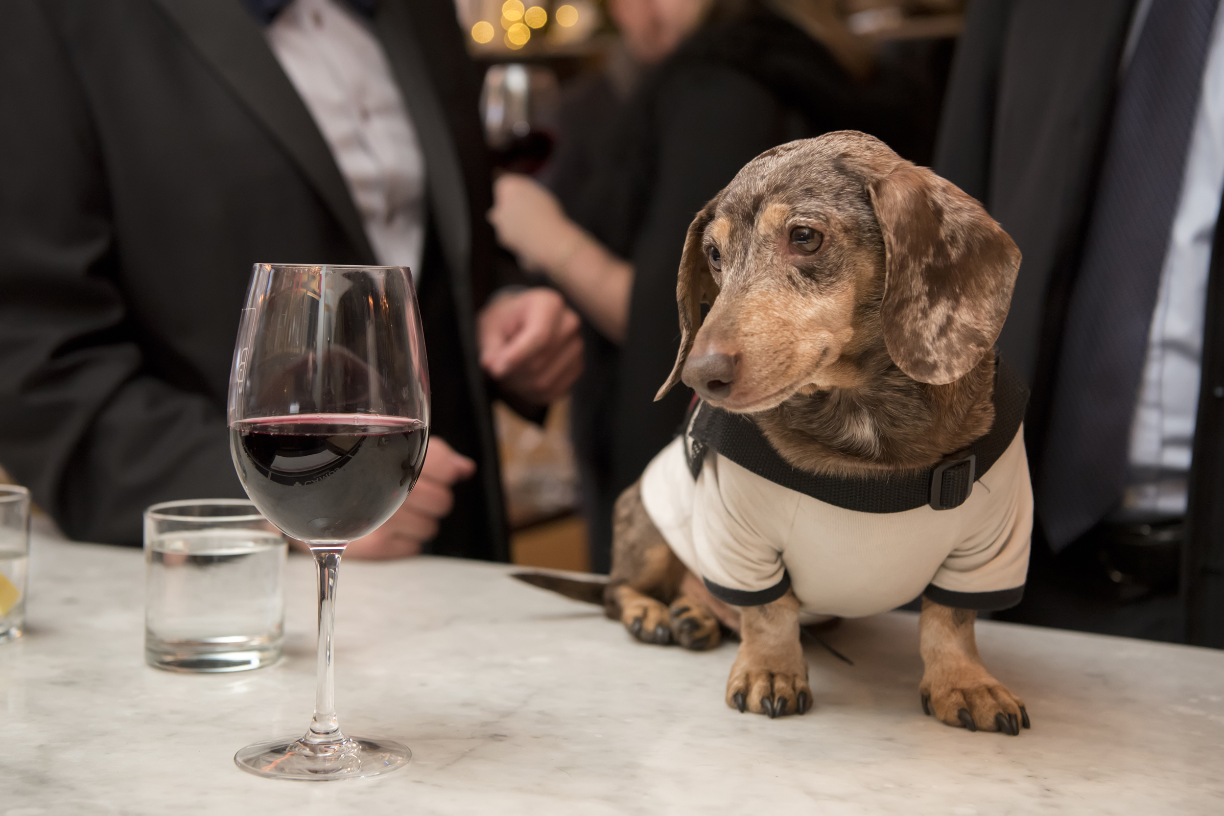 A dachshund wearing a tuxedo shirt stands on a dining table and looks longingly at a glass of red wine in a photo by Studio A Images