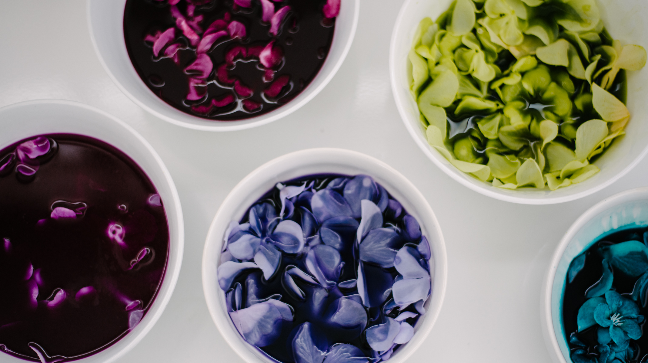 Overhead shot of fabric flowers being dyed using Rit Dye