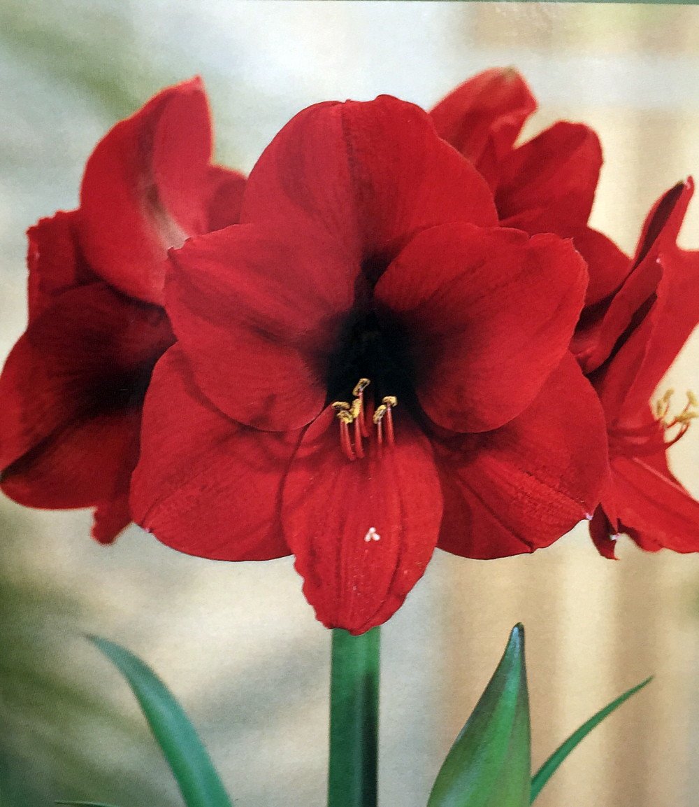 Red amaryllis flowers for bridal shower favors