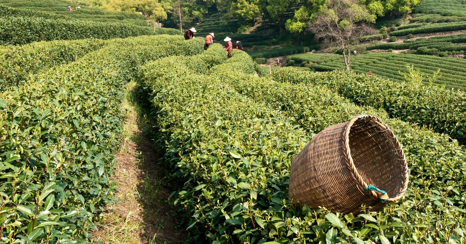 a tea field in china with several tea pickers in the background