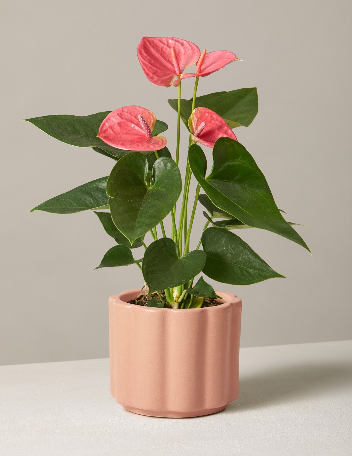 anthurium rose en pot