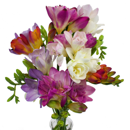 freesia bouquet