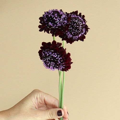 purple scabiosa flowers