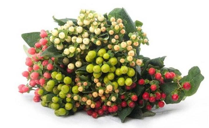 multi-color hypericum berries