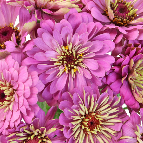 pink and yellow zinnias