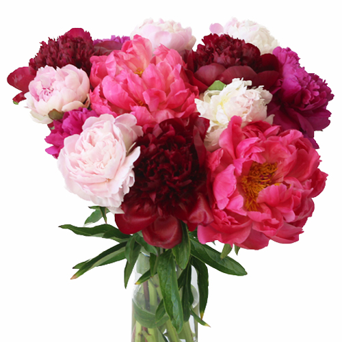 pink and red peonies
